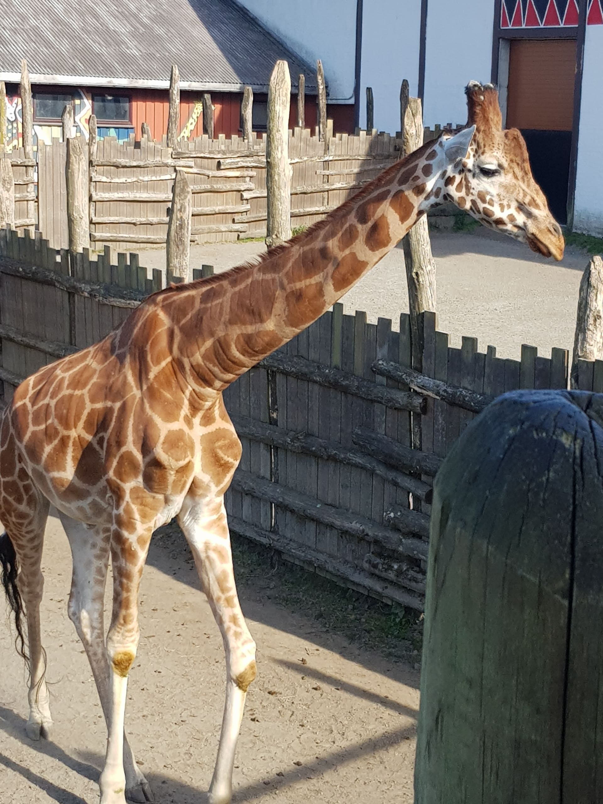 Norsk Giraff Norsk Giraff
